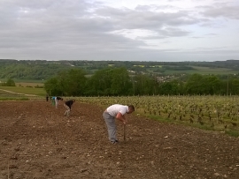 Champagne LECLERE-TORRENS -  Champagne LECLERE-TORRENS -