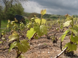 Champagne LECLERE-TORRENS -  Champagne LECLERE-TORRENS -