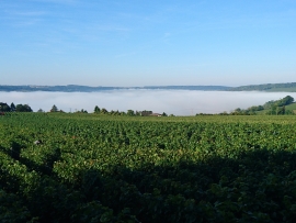 Champagne LECLERE-TORRENS -  Champagne LECLERE-TORRENS -